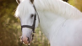 LE PONEY CONNEMARA  LES ORIGINES ET LES CARACTÉRISTIQUES [upl. by Aivataj642]