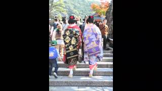 a collection of geishas spotted in kyoto japan [upl. by Gudrun]