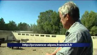 Féria dArles  Marc Jalabert parle des toros et de ce quon voit quand on les regarde [upl. by Nonac698]