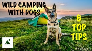 Wild Camping With Dogs 6 Top Tips [upl. by Shulins982]