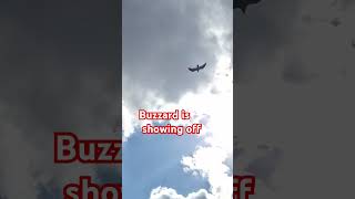 Buzzard is showing off shortsfeed bird nature viralshortvideo sky [upl. by Gherardo]