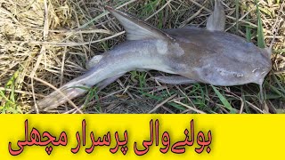 Desi Khaga fish catching by Indus River  Goonch fishing Video  Catfish [upl. by Dranal]