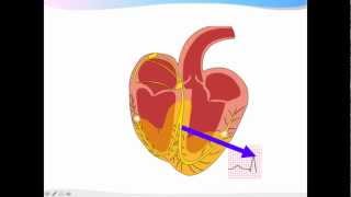 ECGpedia ECG introductiecursus de basics [upl. by Emelia102]