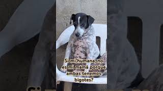 Leo respuestas funny memes comedy humor youtube dog animales [upl. by Jennee]