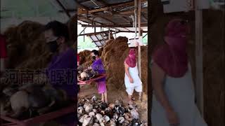 Coconut shell crusher coconut husk crusher [upl. by Aicirtak]