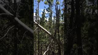 The trail going up the state park mountain in Colorado blueridgeparkway [upl. by Apollus]