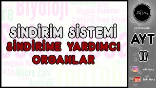 17 Sindirim Sistemi  Sindirime Yardımcı Organlar [upl. by Awra]