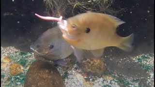 Feeding Bluegill in the backyard pond [upl. by Yenettirb]