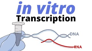 in vitro Transcription [upl. by Okika593]