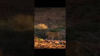 A Giraffe Protects its Calf from a Lions Attackquot [upl. by Arahc]