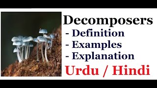 Explain Decomposers Urdu  Hindi [upl. by Gertrude]