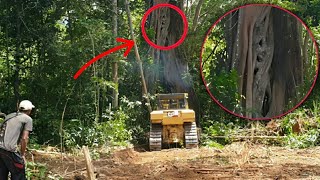 Strange Sighting When Bulldozers Work to Clear Plantation Land [upl. by Denn872]