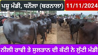 ਪਸ਼ੂ ਮੰਡੀ ਧਨੌਲਾ 11112024 Pashu Mandi Dhanaula pashumandidhanula buffalo cow [upl. by Leksehc240]