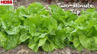 The Most Flavorful and Nutritious Lettuce Varieties to Grow [upl. by Nay103]