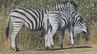 zebras in the wild [upl. by Llednav]