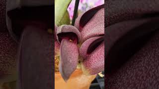 Bulbophyllum orchid galore at wwwkrullsmithcom [upl. by Arondel]