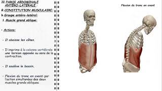 ANATOMIE FMPM PAROIS ABDOMINALES [upl. by Ilana]