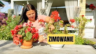 ZIMOWANIE PELARGONII I BEGONII [upl. by Seabrooke]