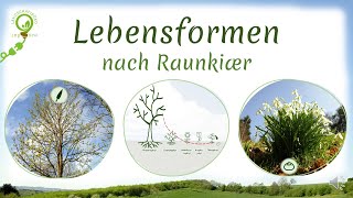 Lebensformen nach Raunkiaer Phanero Chamae Hemikrypto Krypto amp Therophyten  Beispiele [upl. by Brant]