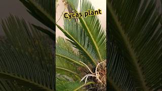 Cycas plant growth funny comedy outdoorplants gardening youtubeshort 🪴🪴 [upl. by Olaznog]