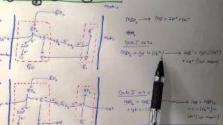 Q cycle Electron transport chain [upl. by Gnous445]