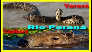 Carpinchos Cruzando el Río Yarara Vivora Nadando Culebra Come Pescado  Río Paraná [upl. by Rollo]