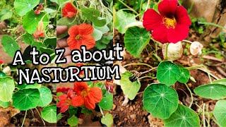 ഇലയോ പൂവോ കൂടുതൽ സുന്ദരി Nasturtium Plant Complete Care Video First in Malayalam [upl. by Wachtel]