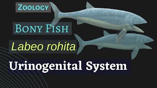 Labeo rohita  Urinogenital System  Zoology [upl. by Greenstein557]