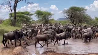 Great Wildebeest Migration Serengeti to Masai Mara Wildebeest and Zebra [upl. by Notla242]