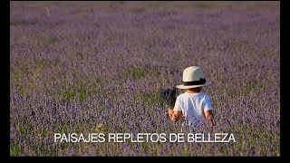 Floración y Festival de la Lavanda Brihuega Guadalajara [upl. by Henning]