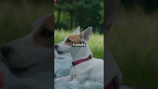 This Simple Trick Stops Dog Barking INSTANTLY 🐶 You Won’t Believe It Works shorts [upl. by Triley]