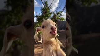 Three different goats call mom goatsfaming goat babygoatlove cutefarmanimal cute cuteanimal [upl. by Aridaj]