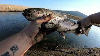 Wickiup reservoir trout fishing 2020 lake was 2 full Caught a bunch of trout [upl. by Tidwell930]