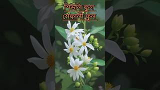 Shiuli phool Parijat Flowershiuli parijat flowers gardening viraltitle viralvideos shorts [upl. by Assedo929]