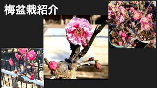 梅盆栽開花秩父野梅・野梅・紅千鳥・蝶の羽重・月影・道しるべ・ﾚﾂｺｳﾔﾊﾞｲ・紅梅草・紅筆・思いのまま矢島清芳園 tanebonsai [upl. by Ellene25]