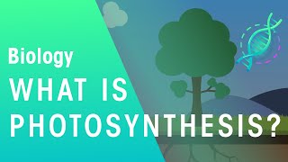 What Is Photosynthesis  Biology  FuseSchool [upl. by Nilek]