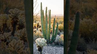 Cactus 🌵कैक्टस shorts trending viralvideo cactus [upl. by Oniram784]