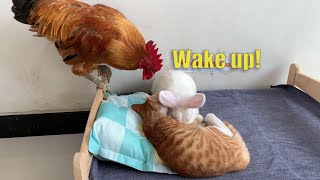 Wow In order to wake up the kitten the rooster plucked his feathers for the rabbit to play with [upl. by Sillihp]