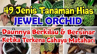 JENIS JENIS TANAMAN HIAS JEWEL ORCHID DAN HARGANYA  TYPES OF JEWEL ORCHID [upl. by Haek563]