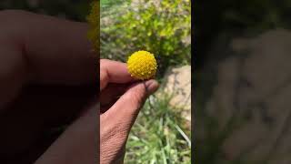 Craspedia  Billy Buttons [upl. by Ahsiyn22]