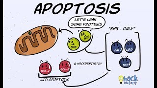 Apoptosis  Introduction Morphologic Changes and Mechanism [upl. by Alex]