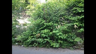 Japanese Knotweed Damage to Property [upl. by Odeen609]