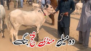 Today Domail mandi 25112024 latest update ll taxila mandi ll Jamil tv ll [upl. by Yelrebmik]