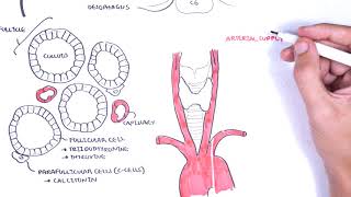 Thyroid Gland Anatomy  embryology blood supply venous drainage innervation histology [upl. by Clint94]