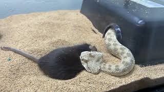 Various Venomous Snakes Strike Reaction to mice quotinstant deathquot [upl. by Agnot]