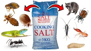 How To Get Rid of PESTS With SALT  Ants Fleas Lice Ticks Lizards Maggots Termites Raccoons [upl. by Koenraad]