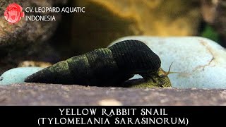 Tylomelania sarasinorum YELLOW RABBIT SNAIL Leopard Aquatic W023A [upl. by Hcahsem]