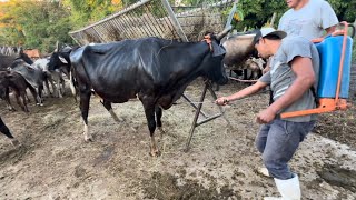 Bañando las vacas para la plaga de garrapatas [upl. by Loralyn]