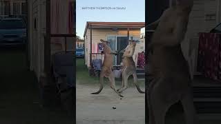 Kangaroos go headtohead during crazy fight in Australia [upl. by Aibonez]