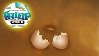 HATCHED  Triops World Ep 2 [upl. by Eenafit]